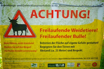 Wilde Bullen, Hobrechtswald, Berlin-Buch
