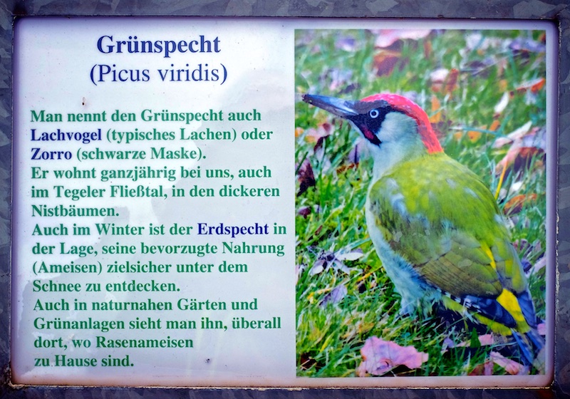Naturlehrpfad, Hermsdorf, Grünspecht